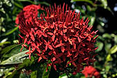 Candi Panataran, Bright orange West Indian Jasmine (ixora) glows from shrubs